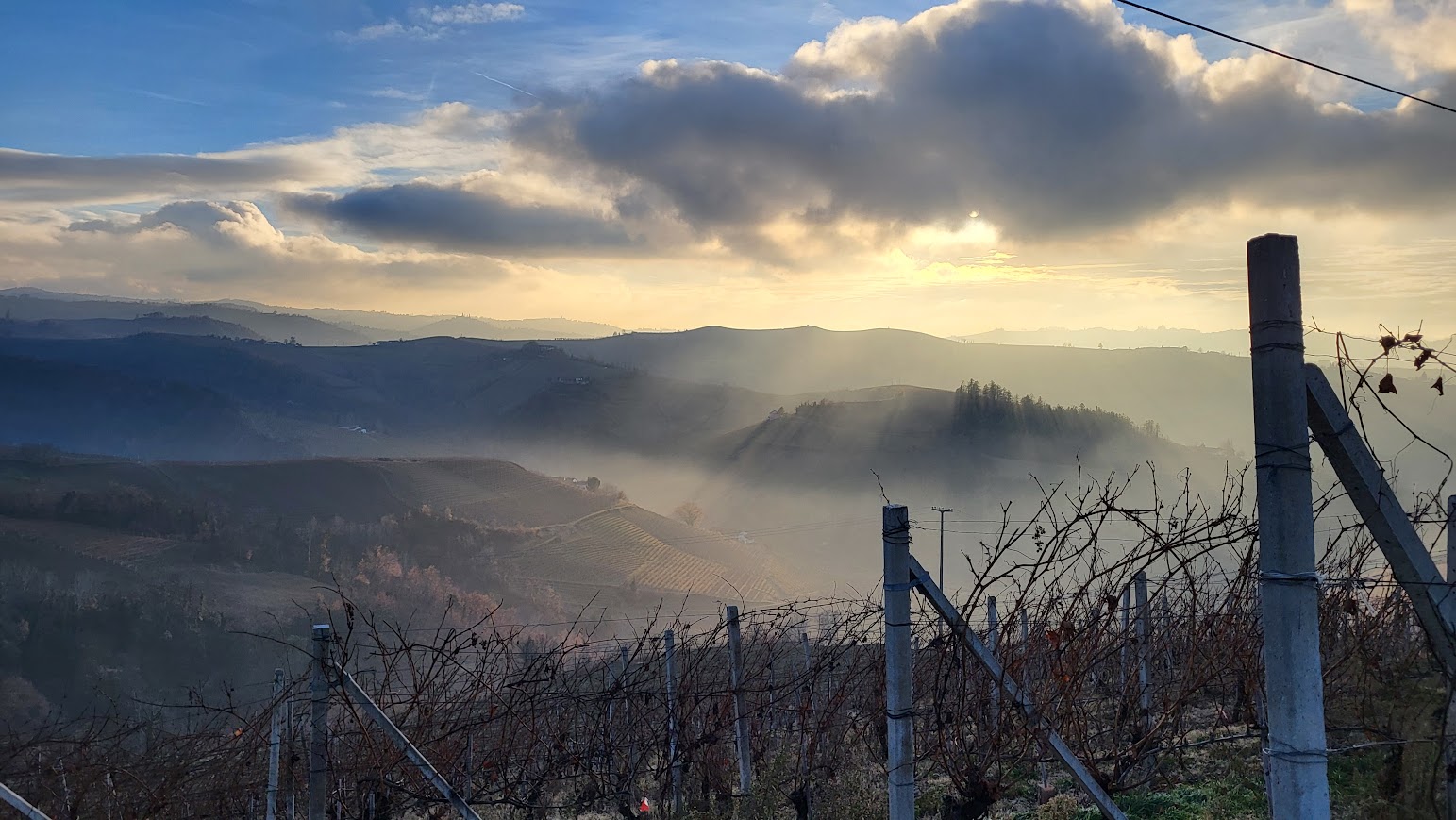 Vignoble piémontais avec brumes