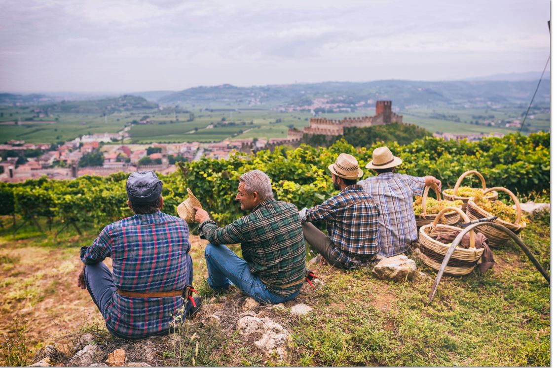 Les vins du Soave