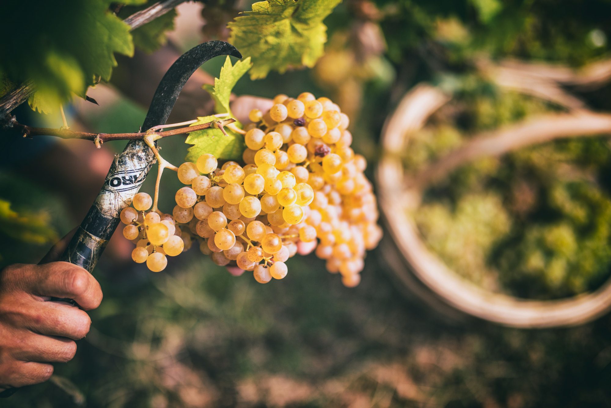 Les vins du Soave