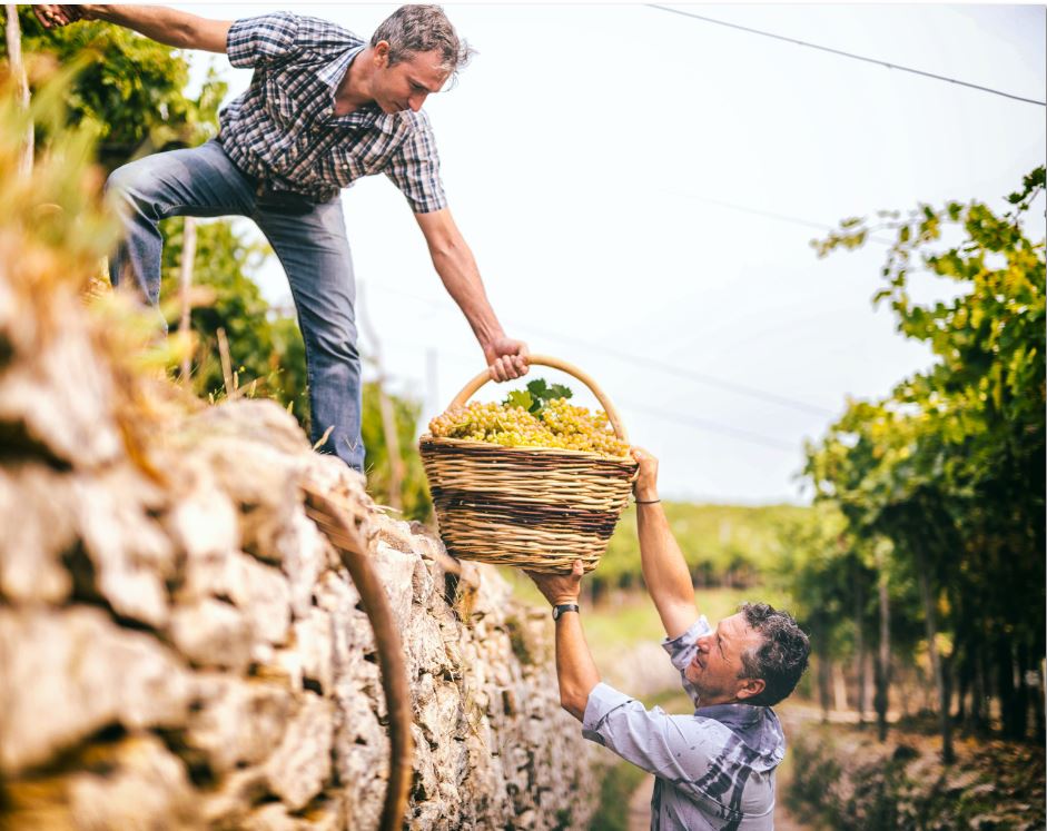 Les vins du Soave