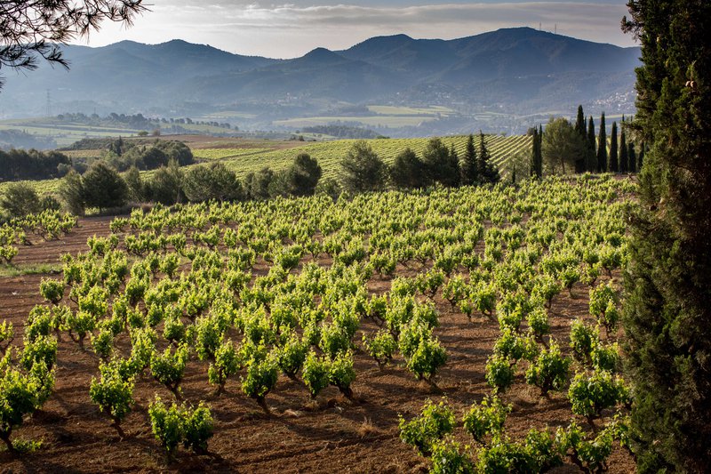 Guide de la DO Cava