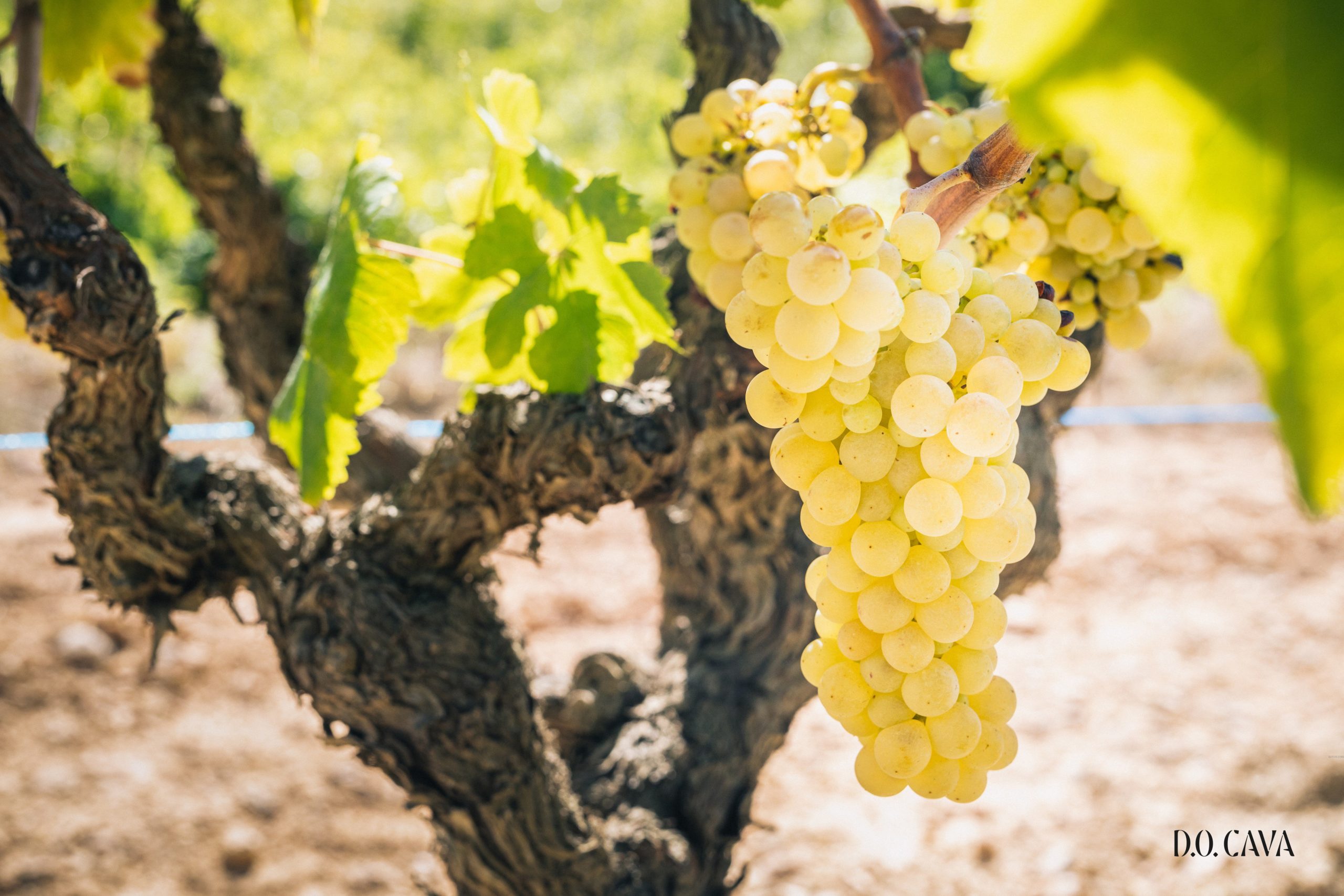 Guide de la DO Cava