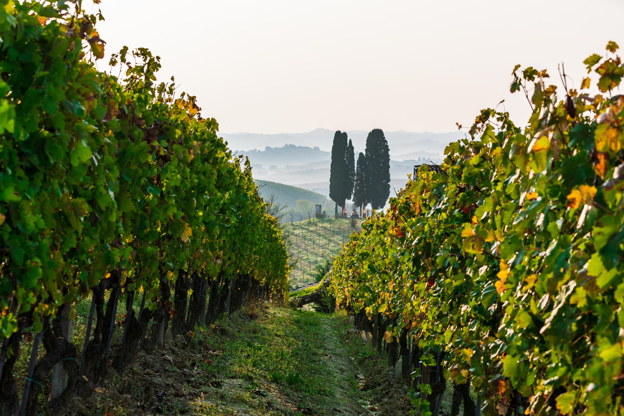 Nizza DOCG nouveau Consorzio
